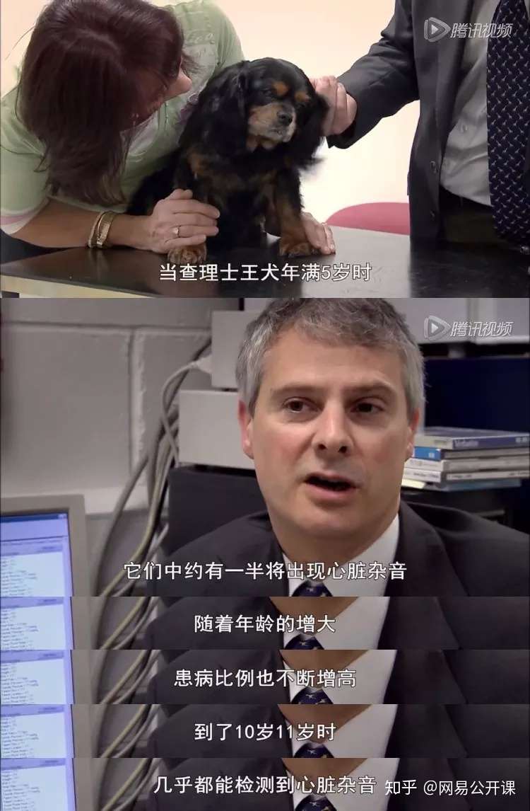 茶杯犬有多可爱 这场悲剧就有多残忍 知乎