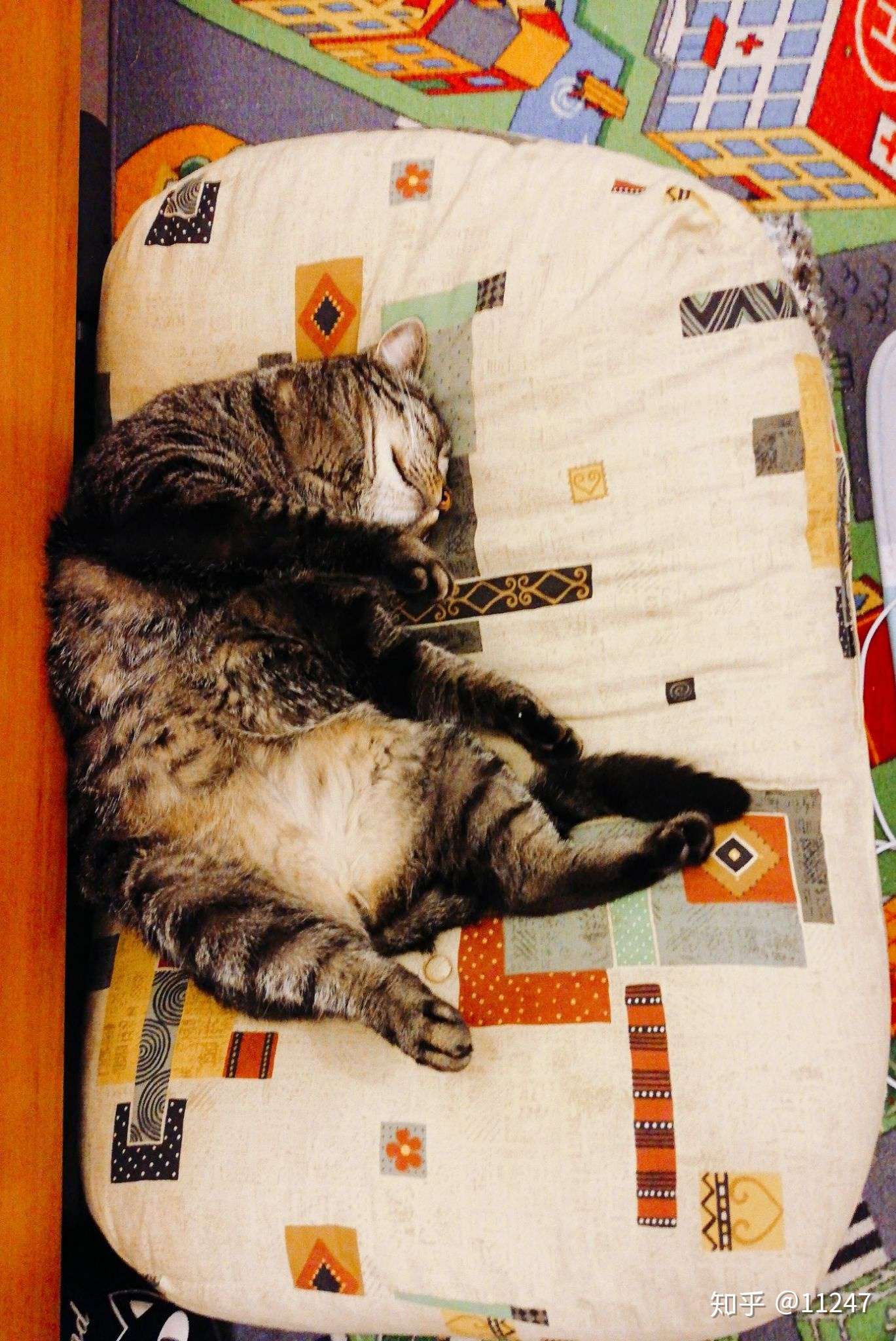 法国带猫回国攻略 知乎