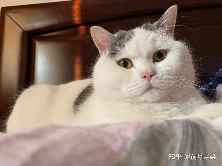 英短梵文,我家猫同款,但是这个耳朵不太清晰,第一张那个角度看有点