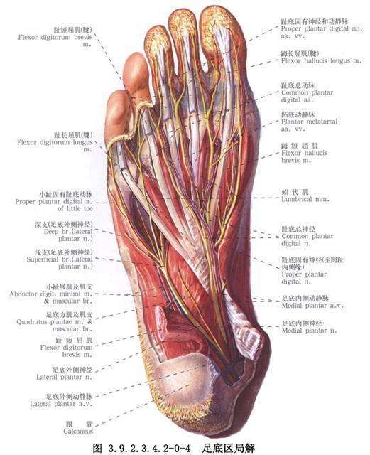 告诉您个秘密 足底筋膜没有炎 知乎