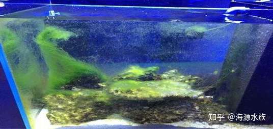 藻类控制的3个妙招 加上3种水族宠物 让你的鱼缸更出彩 知乎