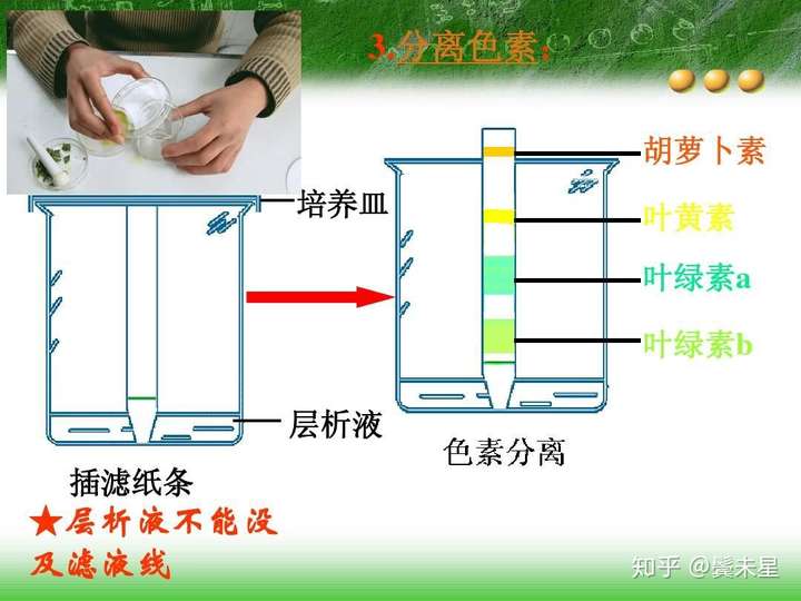 色素层析实验(具体可以了解一下高中生物)