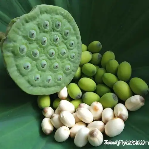新鲜莲子的功效与作用有哪些？（新鲜莲子的用处）
