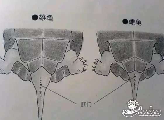 爬行动物爱好者,华中农业大学生物系在读 中华草龟,性别需要看泄殖腔