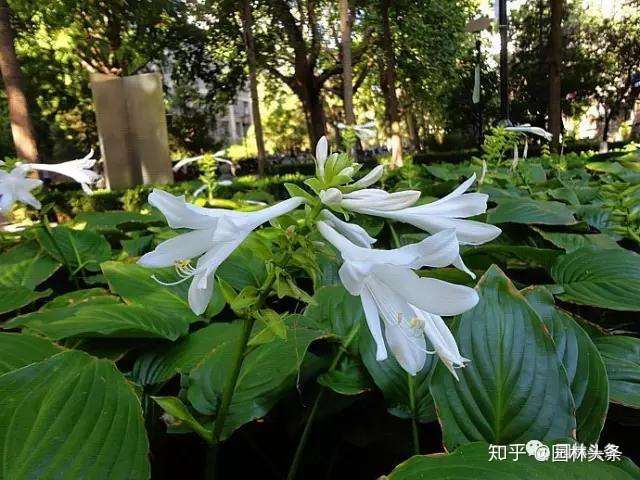 48种宿根花卉 你认识几种 知乎