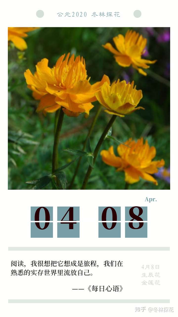 鲜花日历 的想法: 4月8日的生辰花,金莲花 - 知乎