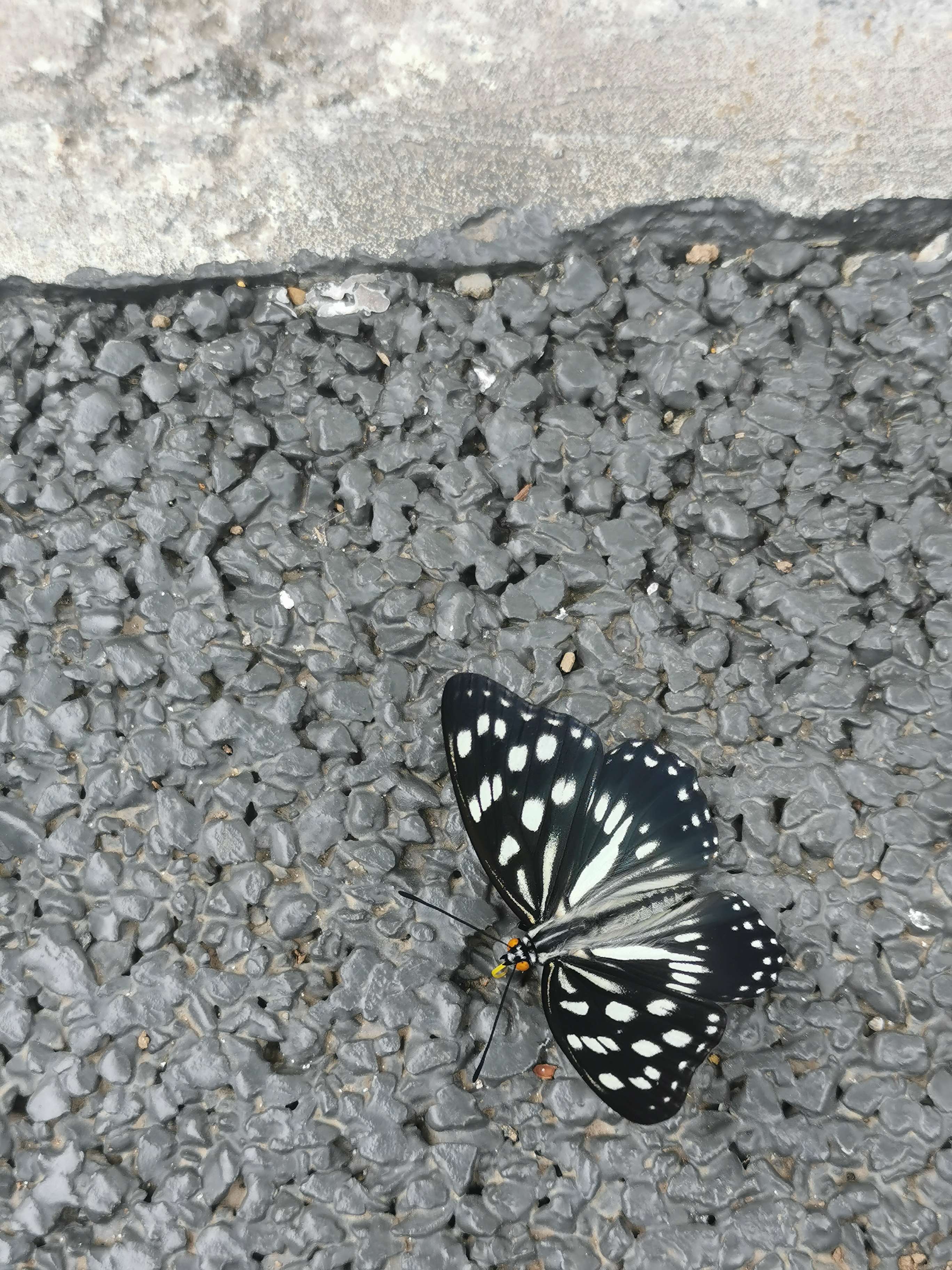书香芝麻 的想法: 趣味动物 | 背带表盘的黄绿小蜘蛛 - 知乎