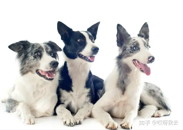 边境牧羊犬常见的优缺点，如果可以，你”