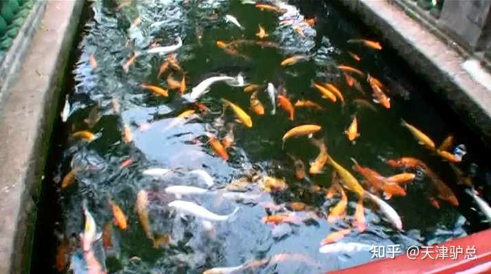 宝墨灵魂 艺林苑 广东行51 知乎