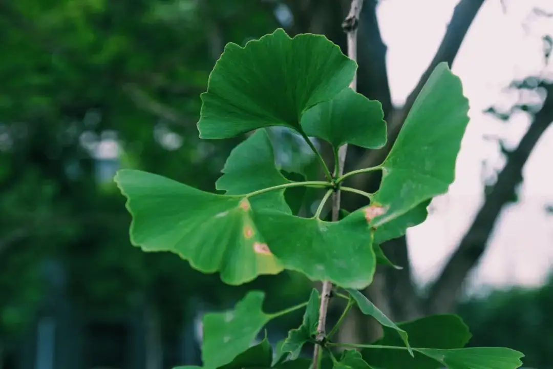 墨绿色的夏天超吸睛的银杏| 植物印象馆No.00015 - 知乎