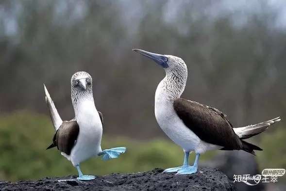 科普 翱翔在中国海空的 三剑客 知乎