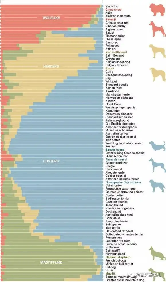 中华田园犬有哪些地方是其他犬类不”