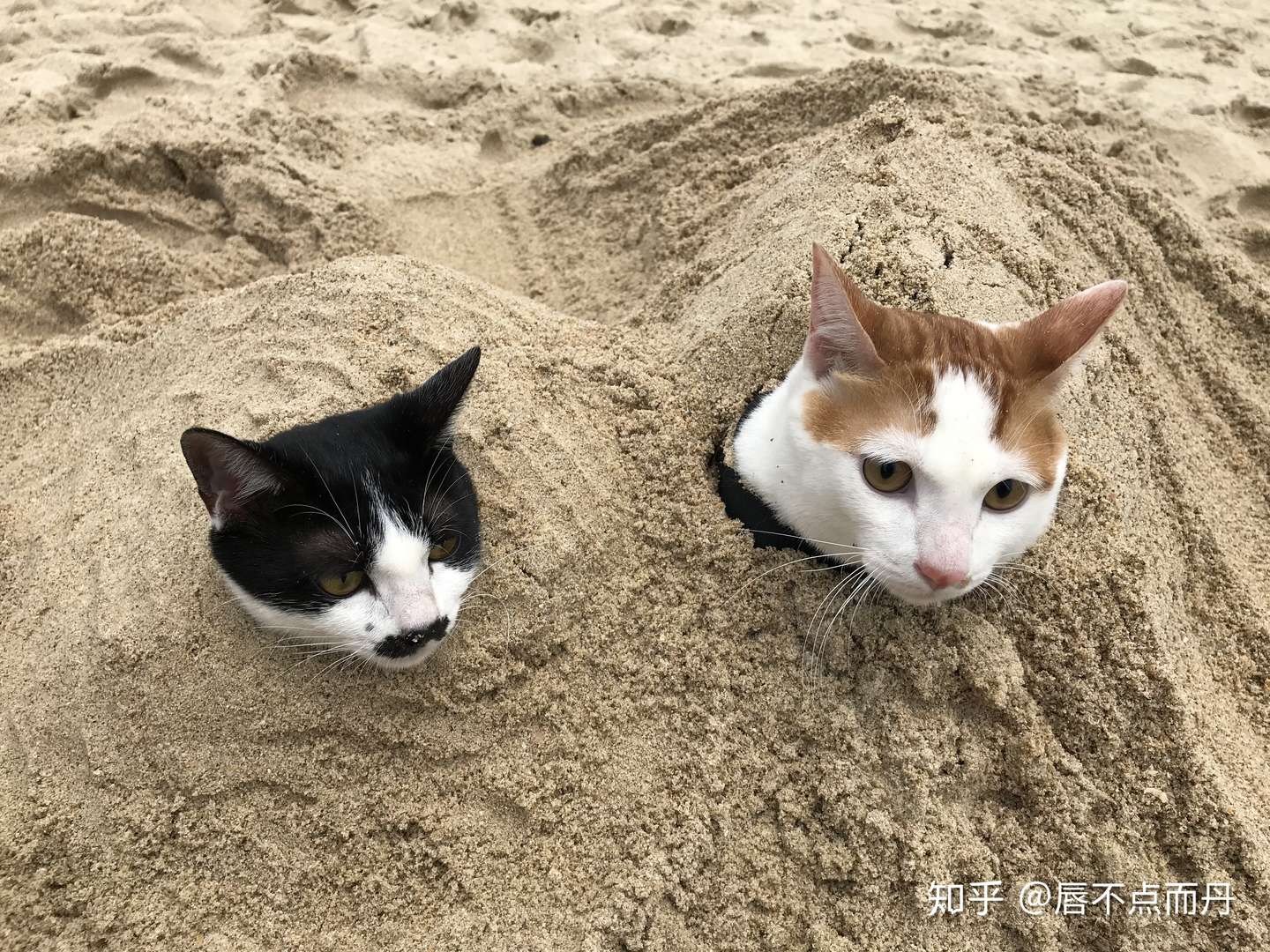 私のねこアワーについて 知乎