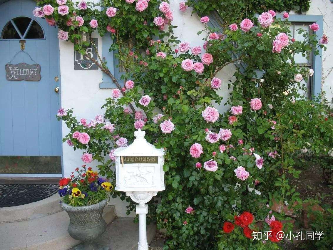 你知道吗 为什么家里忌讳种蔷薇 知乎