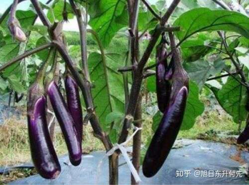 大棚种植茄子 发现部分茄叶变白现象 是什么原因 有哪些防治措施 知乎
