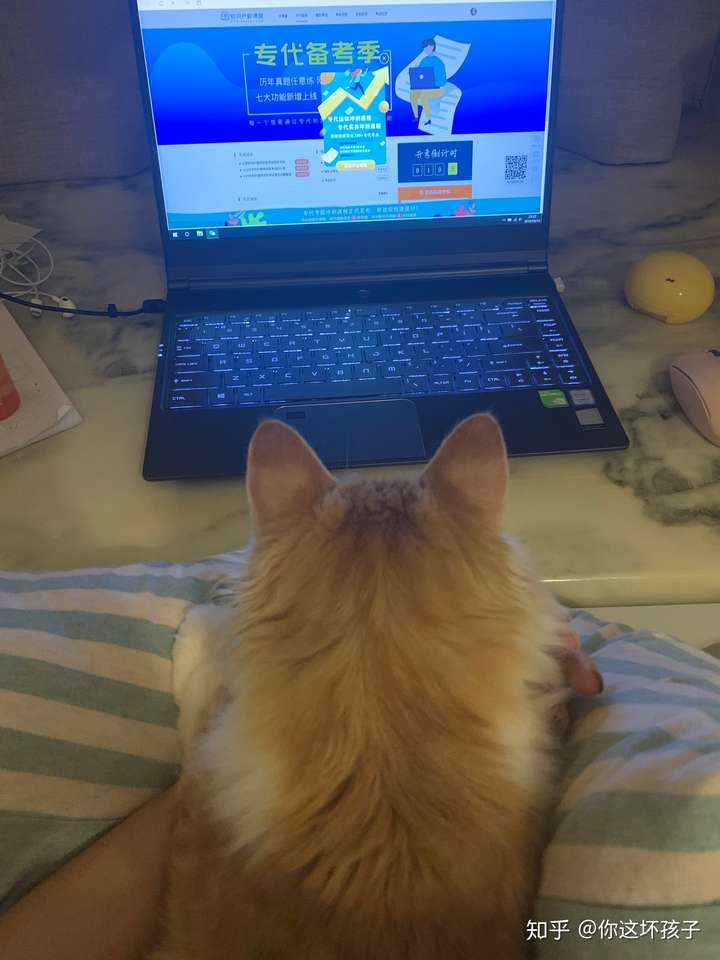 一只猫看电脑图片图片