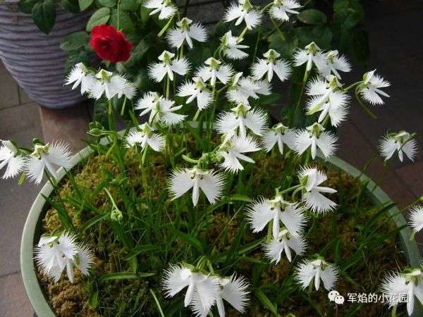 夢でもあなたを想う 鹭草 球根植物 知乎