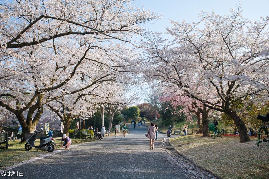 静冈县滨松市滨名湖 flower park