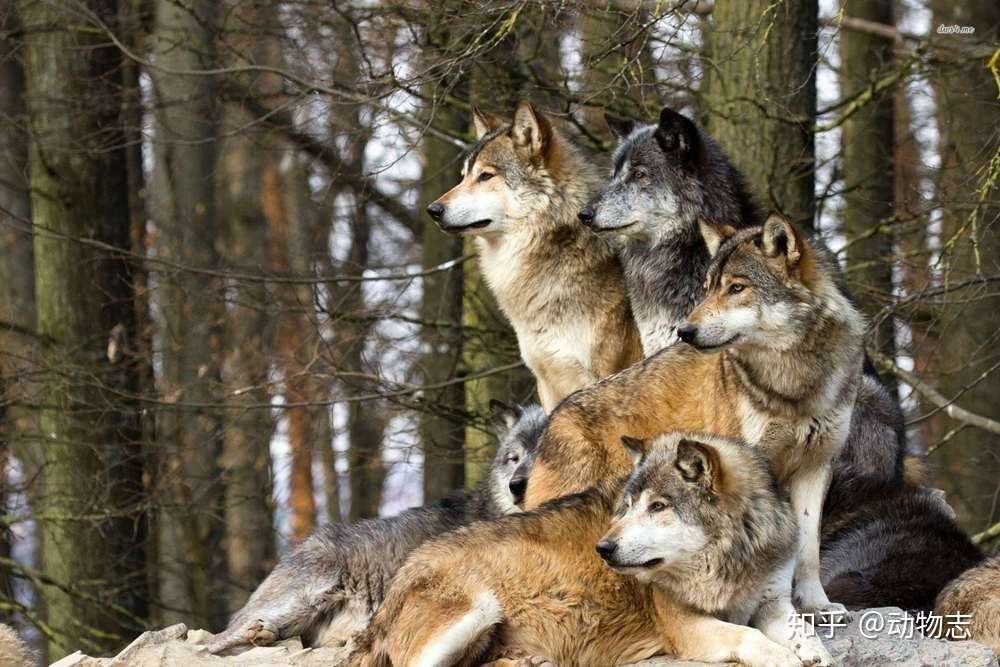 老虎和棕熊都是顶级猛兽 狼为什么更怕老虎 而不那么怕熊 知乎