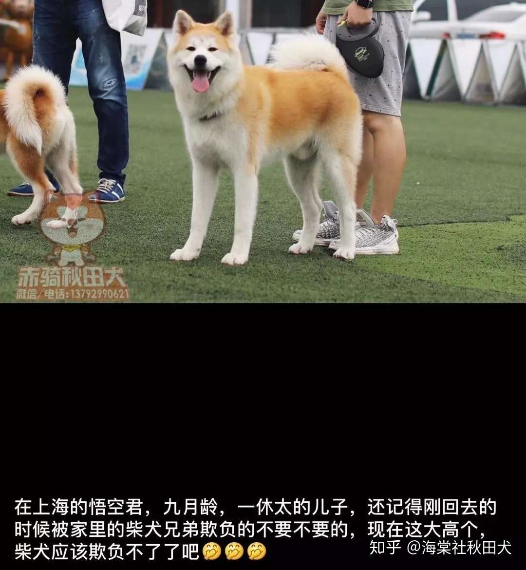 欧洲秋田犬价格3000 欧元 你羡慕吗 知乎