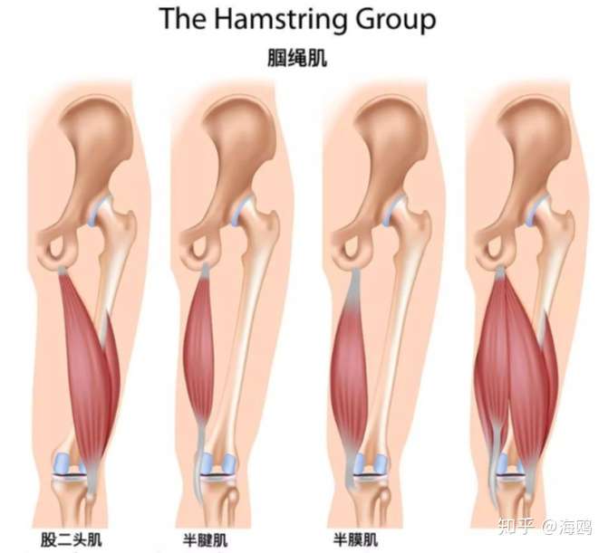 瑜伽解剖 腘绳肌 大腿后侧为什么总是这么紧 知乎