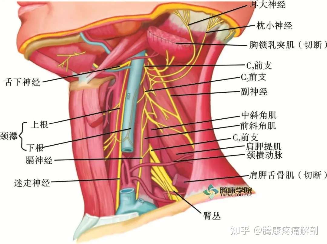 最全 脊神经系统汇总 知乎