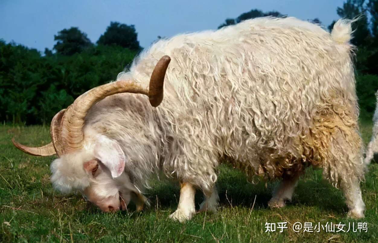 全世界羊的种类竟然高达100 盘点那些长相奇特的羊 知乎