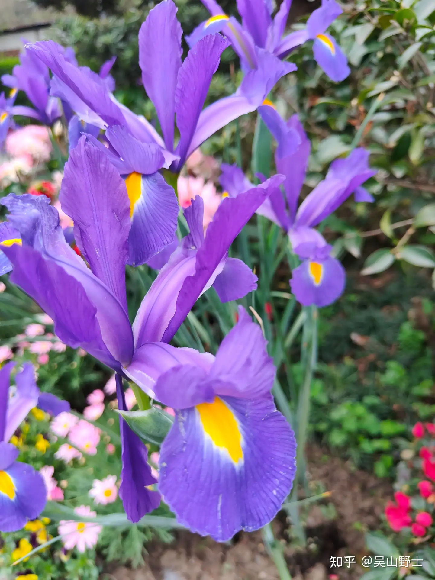 七绝 紫花鸢尾 平水韵 知乎