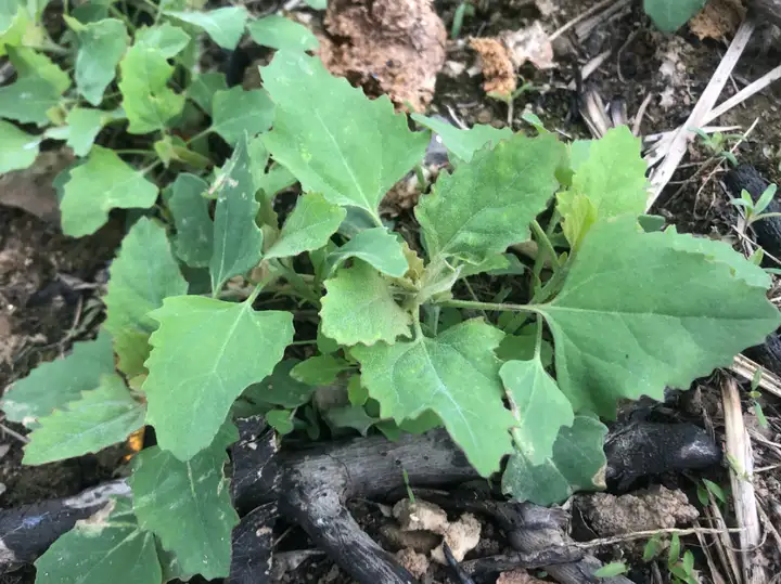 野菜的种类和图片大全名称（38种野菜图片大全）