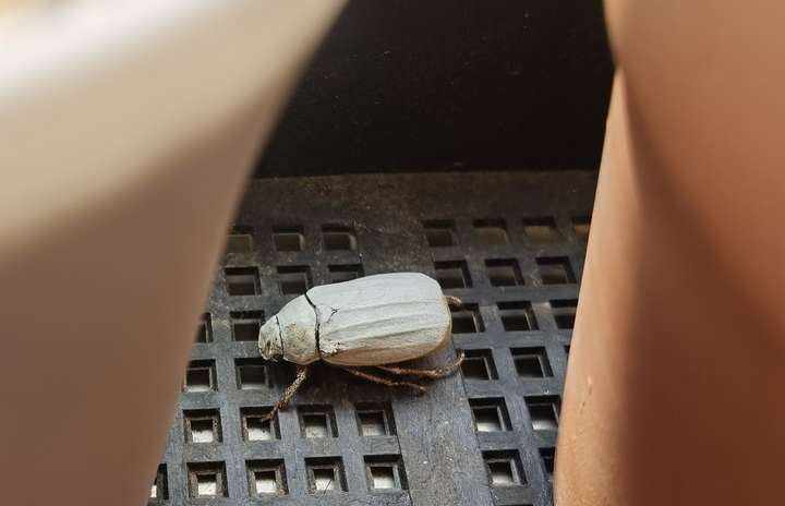 尖歪鳃金龟, 鳃金龟通常都是棕褐色, 第一次见白色的鳃金龟, 气质出众