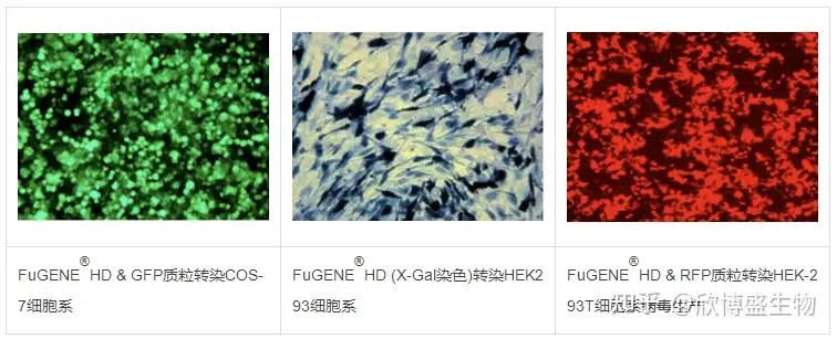 热烈祝贺欣博盛生物成为FuGENE中国独家代理- 知乎