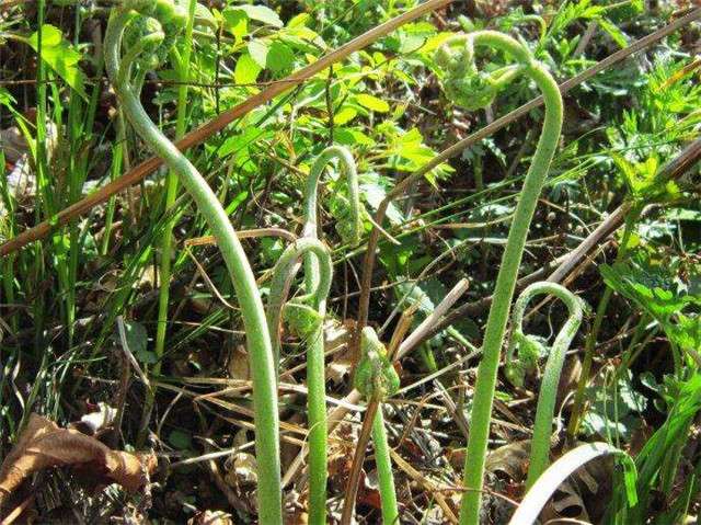 独創的 広島菜 その他葉菜類の種 小袋 約8ml 野菜の種