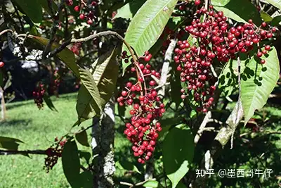 墨西哥樱桃卡普林（Capulín） - 墨华网 (图2)