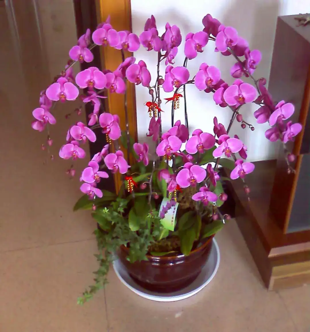 蝴蝶兰的花后处理及繁殖 知乎