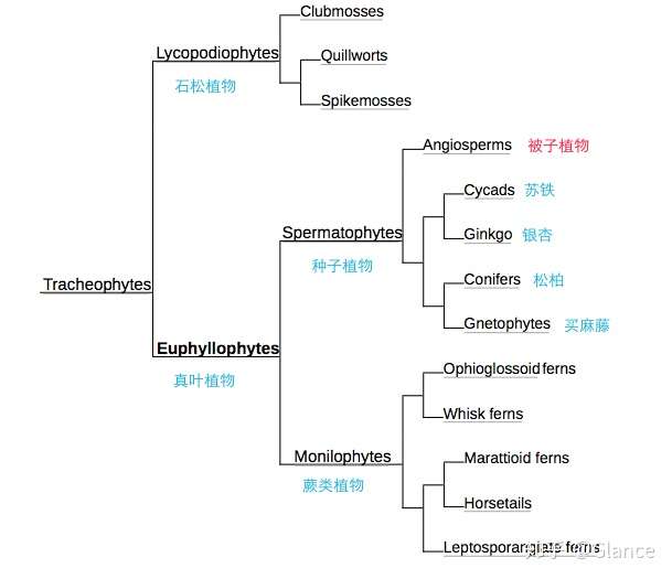 现生维管植物系统树(wikipedia)
