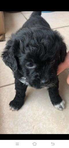 求问边牧泰迪串串以后会长多大