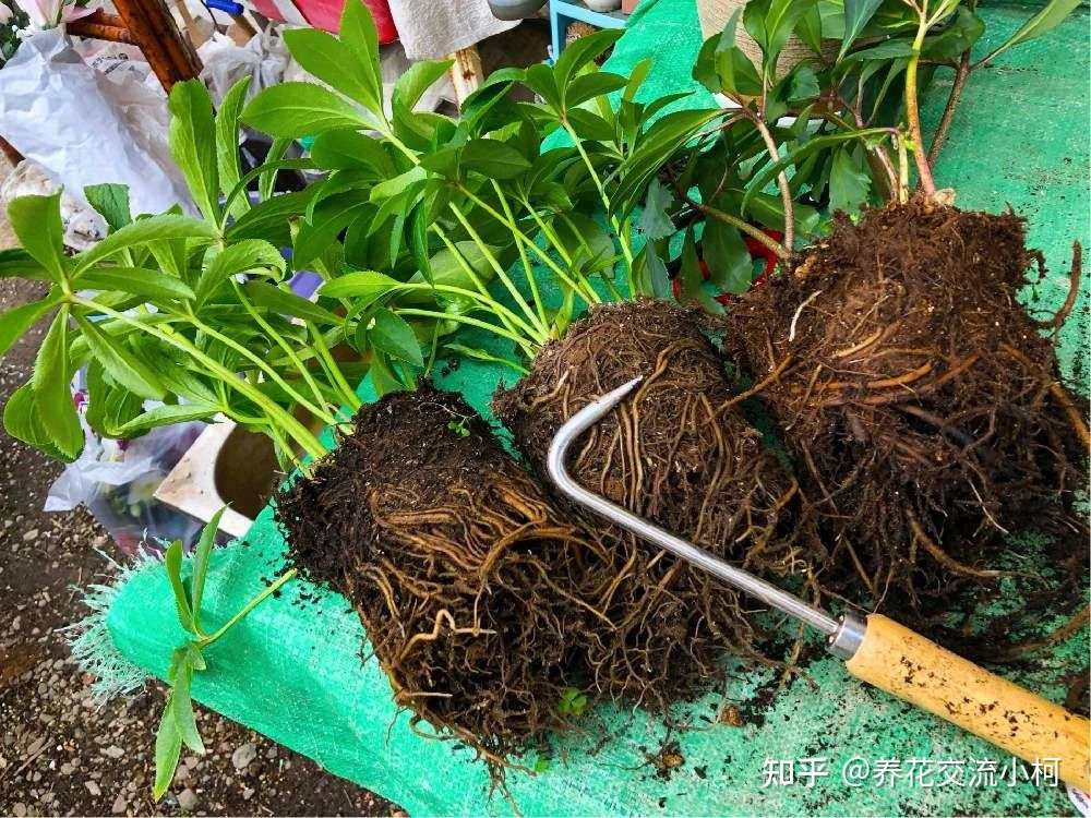 刚买回家的植物是否要换盆 如何让它们生长健康 开花旺盛 知乎