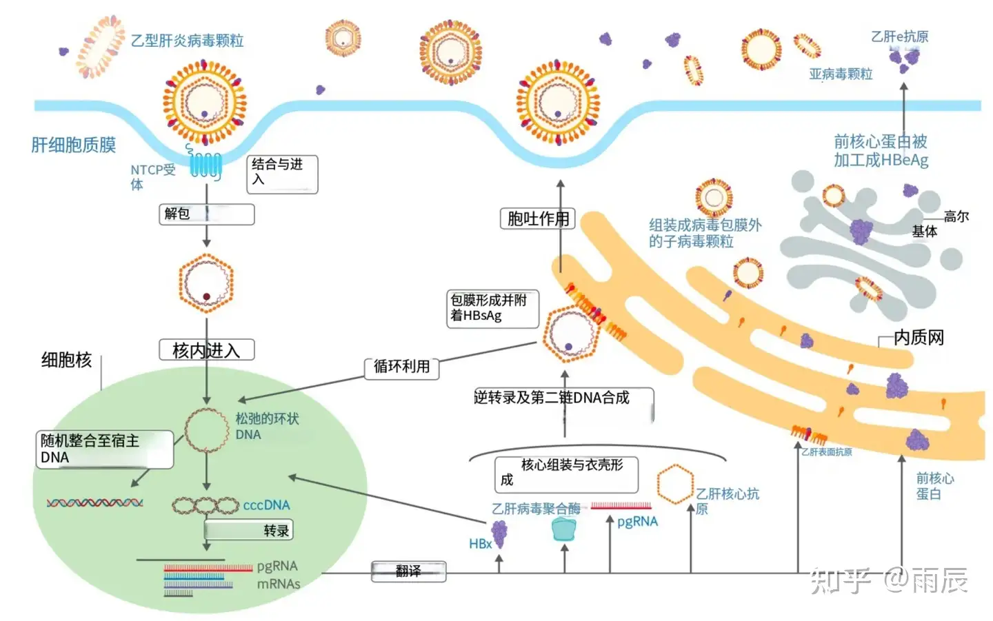全球首个乙肝功能性治愈新药日本获批，慢性乙肝患者这下真能摆脱终身服药了吗？