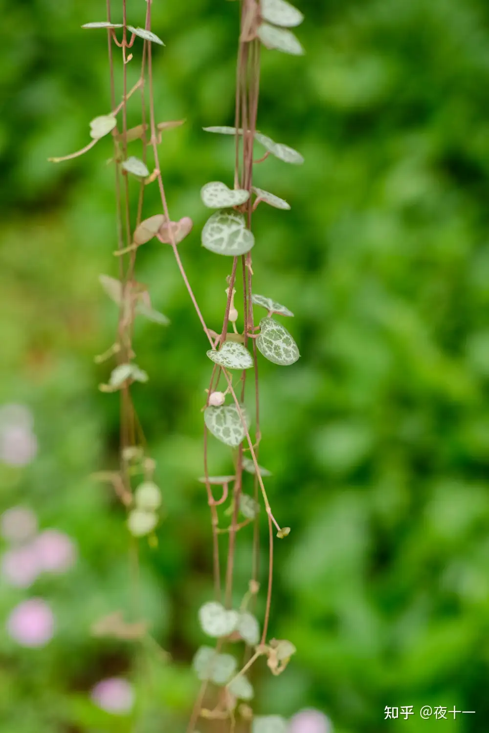 攀爬类植物栽培推荐 心之蔓 知乎