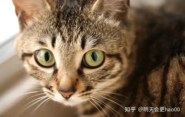 短毛猫品种及图片大全