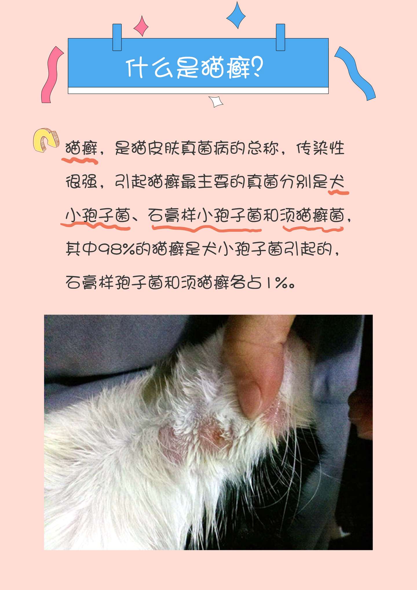 猫藓的特征和治疗方法 知乎