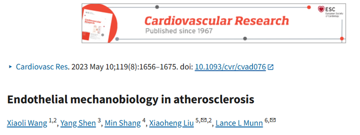 動(dòng)脈粥樣硬化中的內(nèi)皮細(xì)胞力學(xué)生物學(xué)