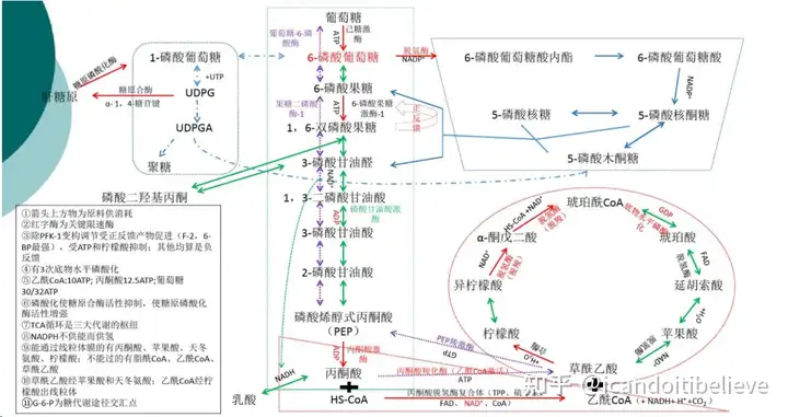 糖代谢哪些环节在细胞包浆中完成,哪一些在线粒体中完成? - 知乎