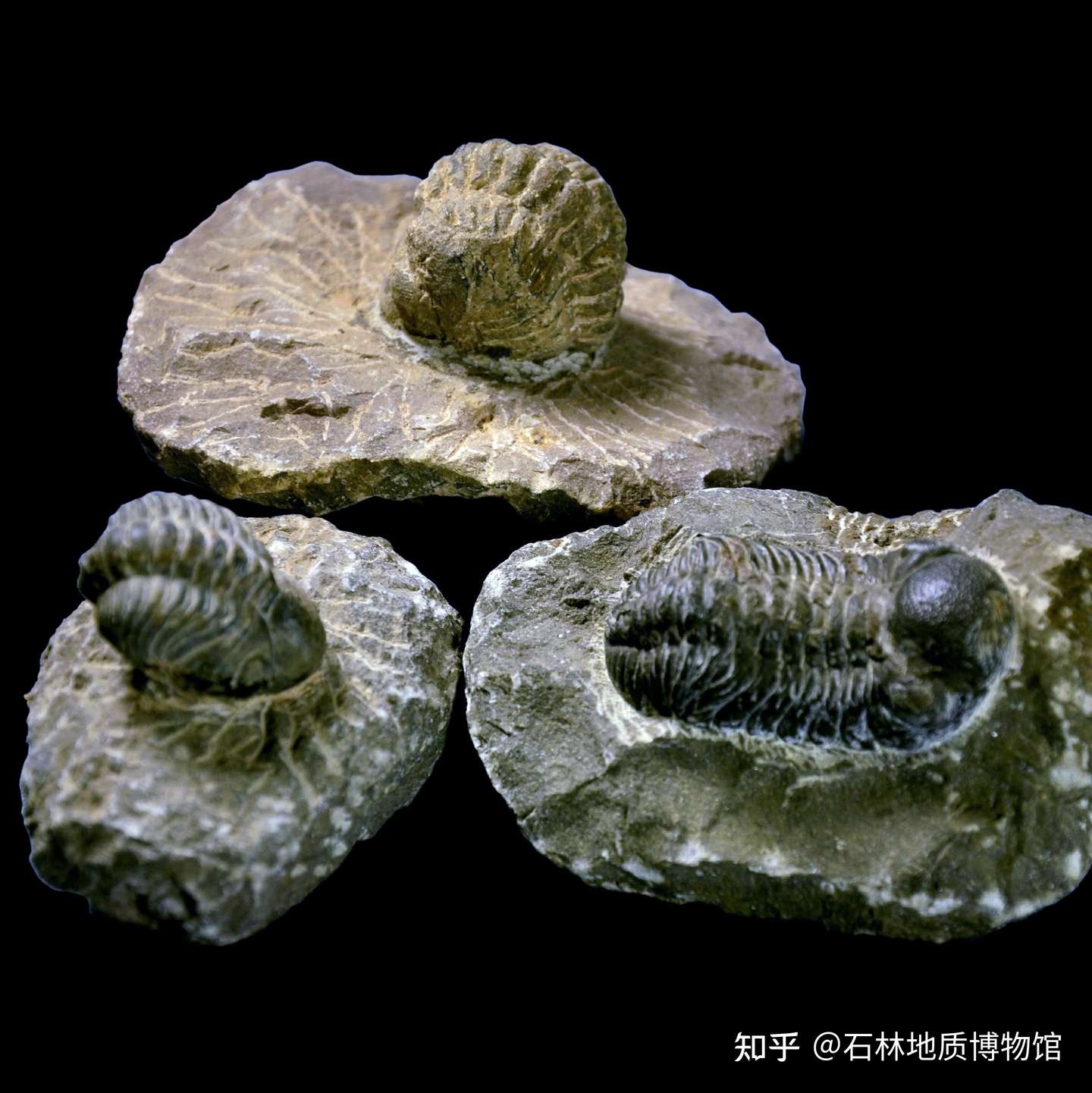 无骸化石 知乎