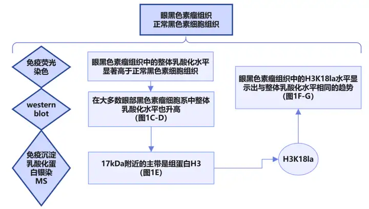 《2024国自然热点—组蛋白乳酸化修饰在肿瘤研究中的思路》