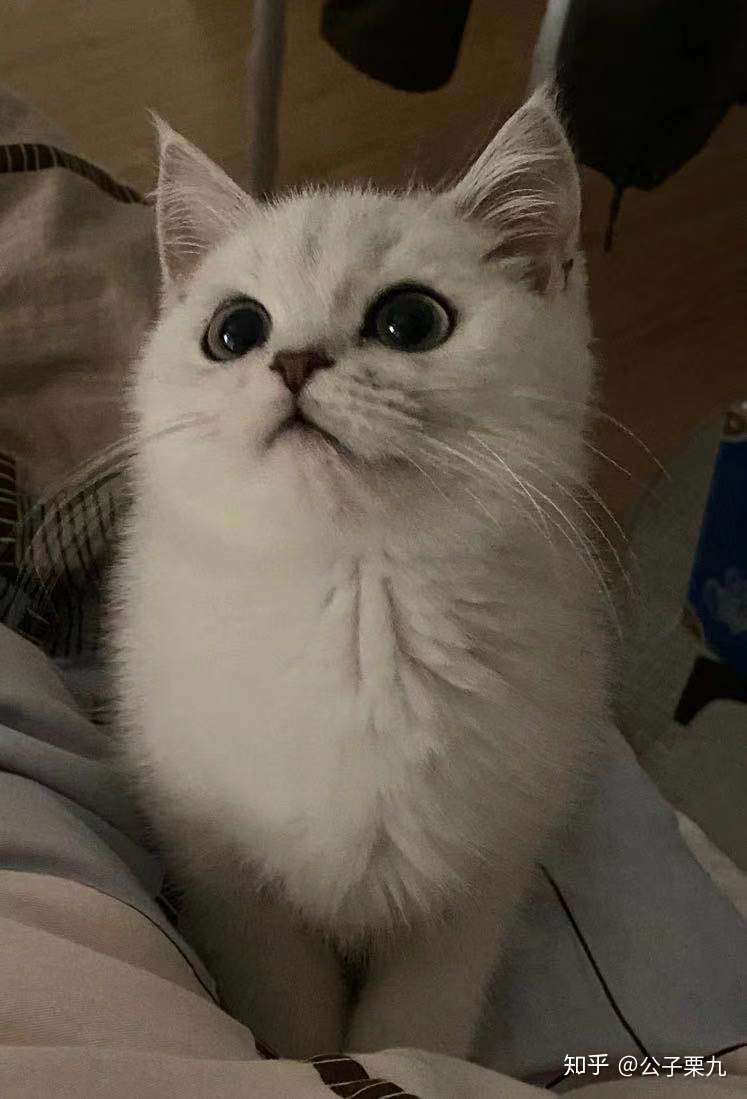 养一只英短银渐层是什么感受 知乎