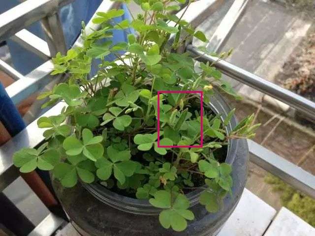 黄花酢浆草的种子,花友一般叫"蹦蹦草",下次看好了再问 长时间不剪就