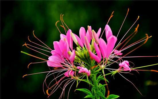 阳台推荐植物 大盆栽 知乎