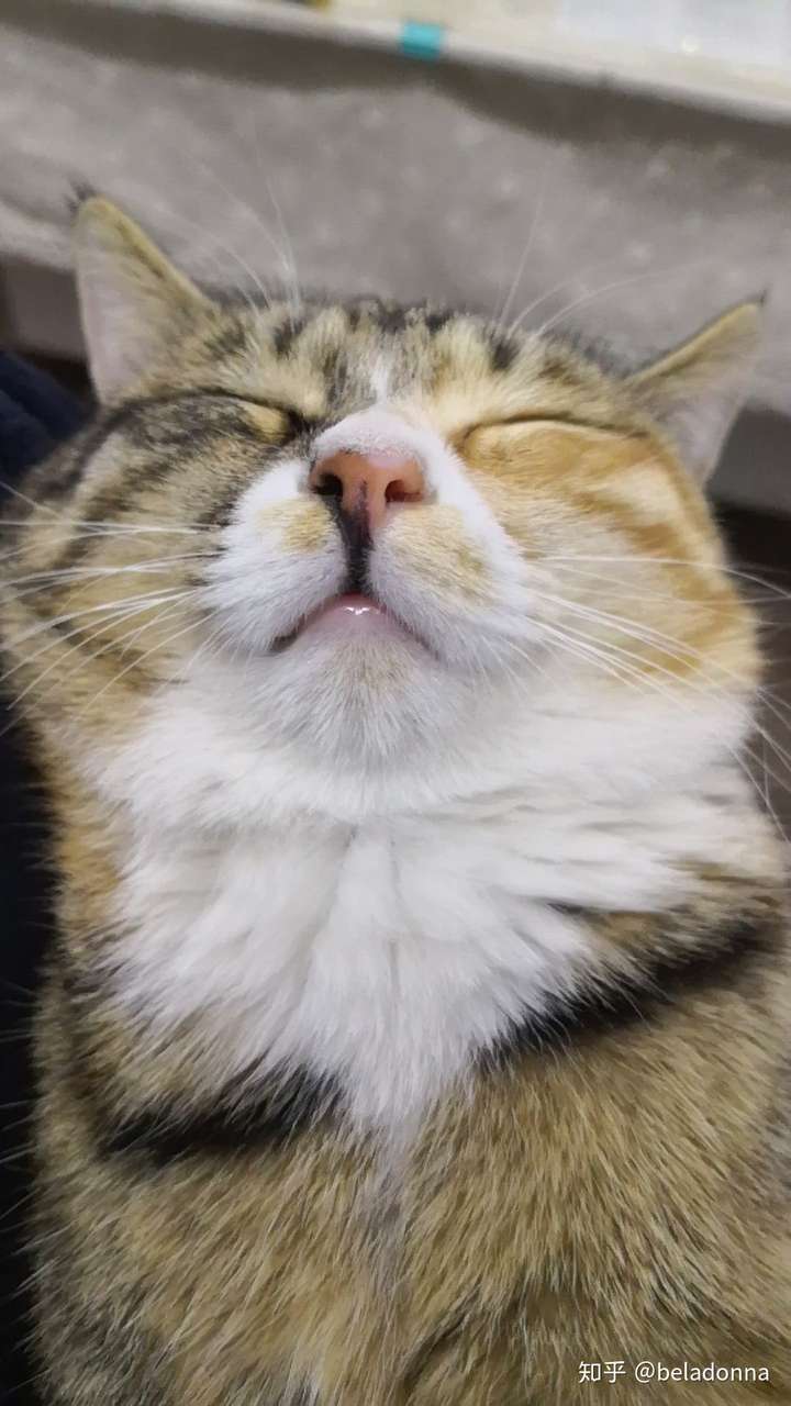 你家小动物有哪些「睡得真香」的睡姿?