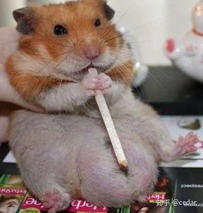 公仓鼠都是巨蛋少年2333.